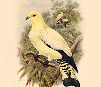 Carpophaga Subflavescens - Yellow-Tinted White Fruit-Pigeon - Dove
