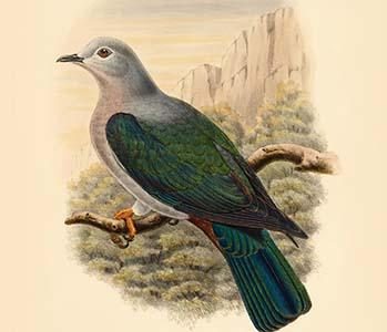 Carpophaga Van-Wyckii - Van Wyck's Fruit-Pigeon - Dove