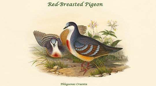 Phlogoenas Cruenta - Red-Breasted Pigeon