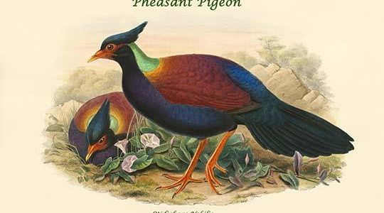 Otidiphaps Nobilis - Pheasant Pigeon