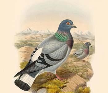 Columba Rupestris - Mongolian Rock Pigeon