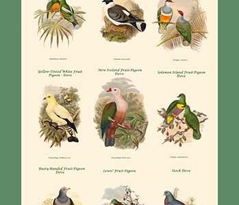 PIGEON COMPOSITE VERTICAL SCHOOLROOM POSTER I