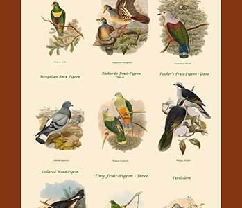 PIGEON COMPOSITE VERTICAL SCHOOLROOM POSTER II