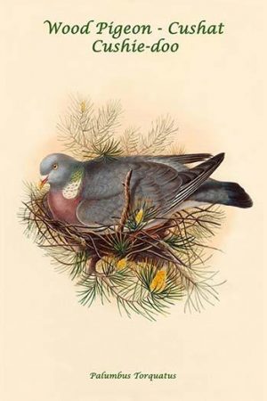 Palumbus Torquatus - Wood Pigeon - Cushat - Cushie-doo