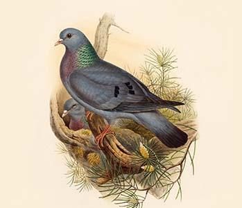Columba Oenas - Stock Dove