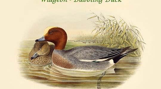 Mareca Penelope - Widgeon - Dabbling Duck