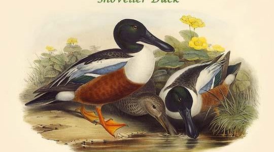 Spatula Clypeata - Shoveller Duck