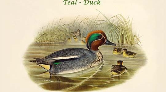 Querquedula Crecca - Teal - Duck