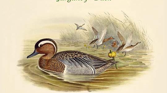 Querquedula Circia - Garganey - Duck