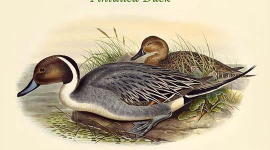 Dafila Acuta - Pintailed Duck