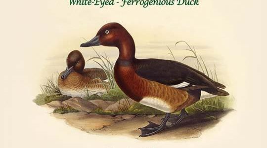 Nyroca Leucophthalmus - White-Eyed - Ferrogenious Duck