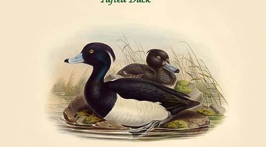 Filigula Cristata - Tufted Duck