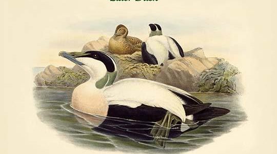 Somateria Mollissima - Eider Duck