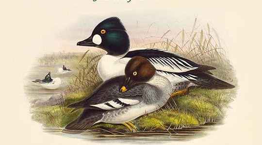 Clangula Glaucion - Golden-Eye Duck