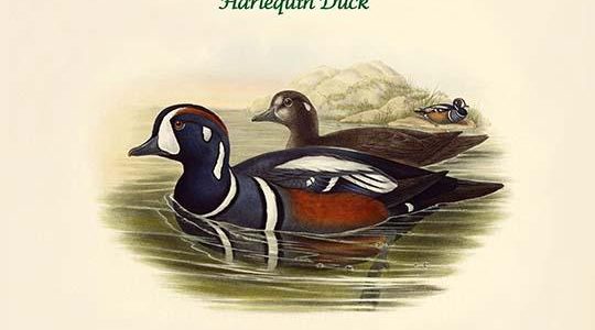 Histrionicus Torquatas - Harlequin Duck