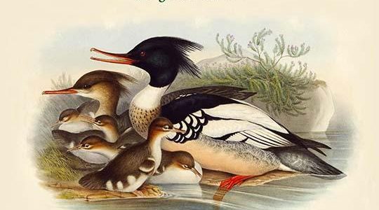Mergus Serrator - Merganser Duck