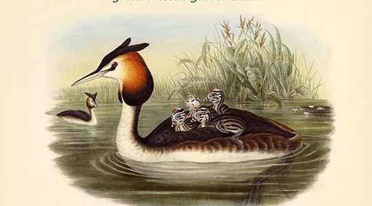 Podiceps Cristatus - Great crested Grebe - Duck