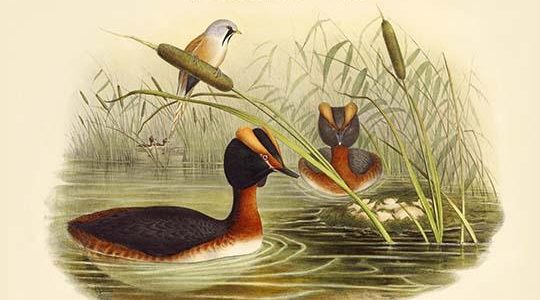 Podiceps Aurttus - Horned Grebe - Duck