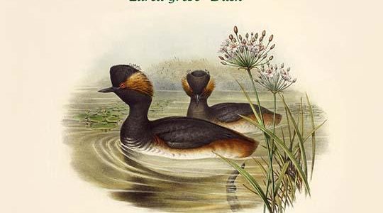 Podiceps Nigricollis - Eared Grebe - Duck