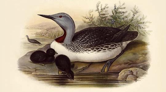 Colymbus Septentrionalis - Red-Throated Diver - Duck