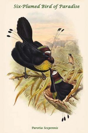 Parotia Sexpennis - Six-Plumed Bird of Paradise