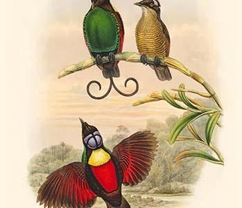 Diphyllodes Respublica - Bare-Headed Bird of Paradise