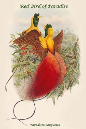 Paradisea Sanguinea - Red Bird of Paradise