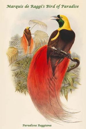 Paradisea Raggiana - Marquis de Raggi's Bird of Paradise