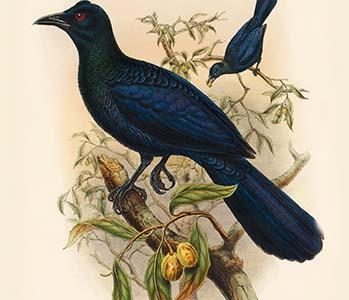 Manucodia Chalybea - Green Bird of Paradise