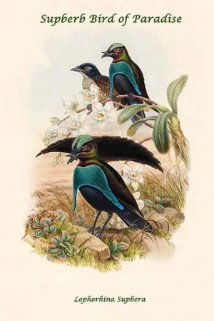 Lophorhina Supbera - Supberb Bird of Paradise