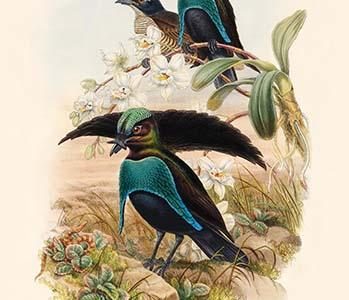 Lophorhina Supbera - Supberb Bird of Paradise