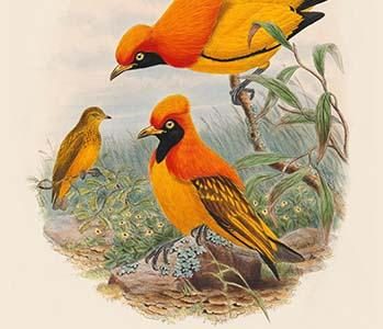 Xanthomelus Aureus - Golden Bird of Paradise