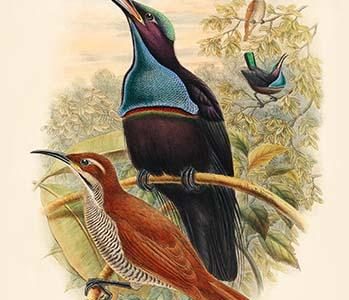 Craspedophora Magnifica - New-Guinea Bird of Paradise