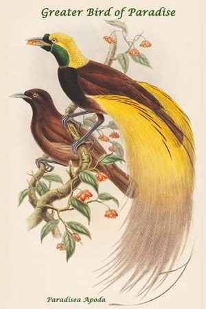 Paradisea Apoda - Greater Bird of Paradise