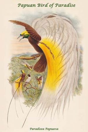 Paradisea Papuana - Papuan Bird of Paradise