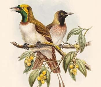 Paradisea Papuana - Papuan Bird of Paradise