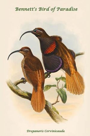 Drepanoris Cervinicauda - Bennett's Bird of Paradise