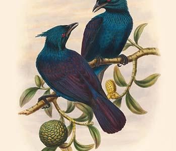 Phonygama Purpureovioacea - Purple & Violet Manucode