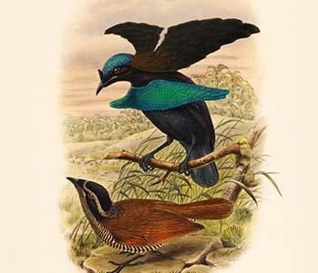 Lophorhina Minor - Lesser Superb Bird of Paradise