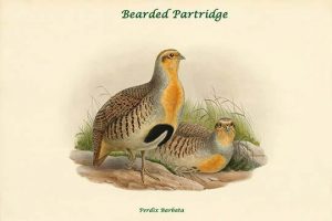 Perdix Barbata - Bearded Partridge