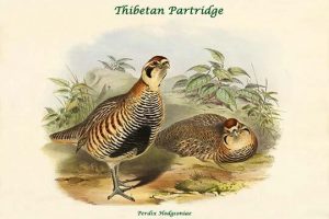 Perdix Hodgsoniae - Thibetan Partridge