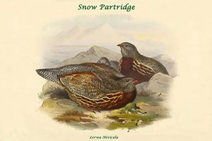 Lerwa Nivicola - Snow Partridge