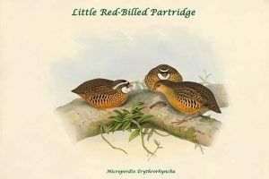 Microperdix Erythrorhyncha - Little Red-Billed Partridge