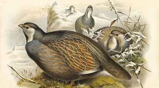 Tetraogallus Caspius - Caspian Snow Partridge