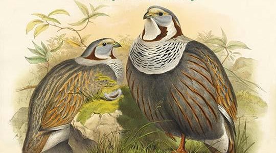 Tetraogallus Himilayensis - Himalaya Snow Partridge