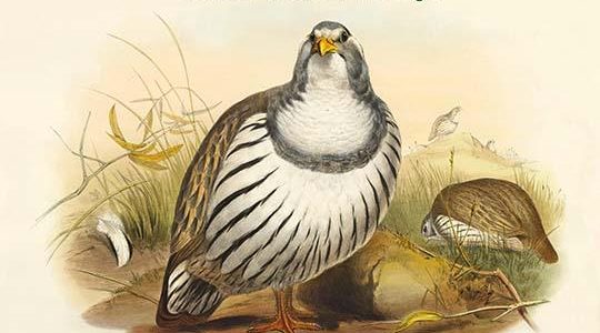 Tetraogallus Tibetanus - Thibetan Snow Partridge