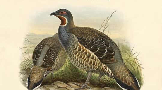 Tetraophasis Obscuras - Mou-Pin Snow Partridge