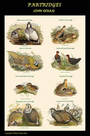 Composite Partridge Classroom Poster