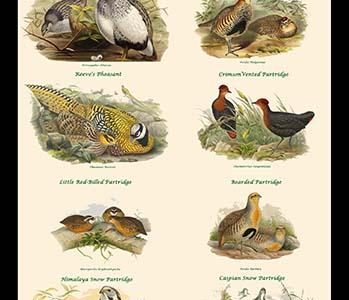 Composite Partridge Classroom Poster