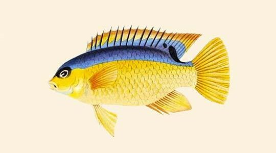 Yellow Bartikyah